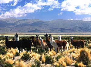 Argentina/Lamas in the Puna in Jujuy and Salta