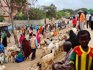 thiopien/Moyale: Montags-Markt an der thiopien-Kenia-Grenze