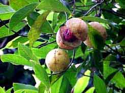 Grenada: Nutmeg, the main export product - has its symbol also in the country's flag