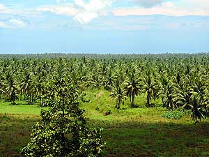 Randangan Panua Reservat/Gorontalo/Sulawesi/Indonesien: Entlang der Sdkste im nrdlichen Sulawesi