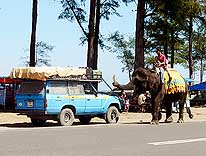 Bengkulu/Sumatra/Indonesia: Encounter with an elephant