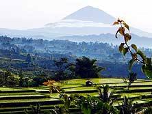 Indonesia/Bali: Paddy fields and volcanoes - typically in Southeast Asia'