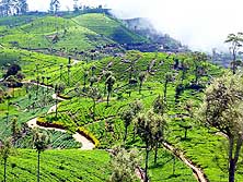 Sri Lanka/Hatupale: Tea area near 'Lipton's Seat'