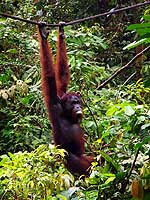 Sabah/Ost-Malaysia (Borneo): Orang Utan im Sepilok Rehabilitation Center