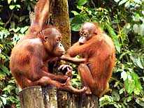 East Malaysia/Sabah/Sepilok near Sandakan on the island of Borneo: 2 Orang Utan 'Youngsters' among themselves