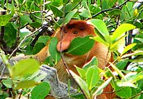 Kuching/Sarawak/Ost-Malaysia (Borneo): Nasenaffen im Bako Nationalpark