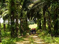 Sarawak/East-Malaysia (Borneo): Camping site in a palmoil plantation between Sri Aman and Sarikei