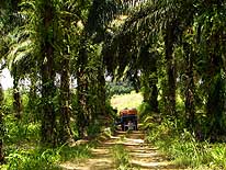 Sarawak/Ost-Malaysia (Borneo): Camping-Platz in Palmlplantage zwischen Sri Aman und Sarikei