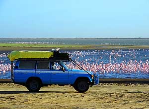 Namibia/Walvis Bay: Flamingos in der Bucht von Walvis Bay