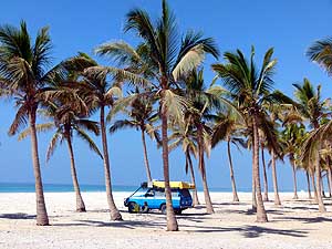 Oman/Dhofar: Camping under palm trees in Salalah