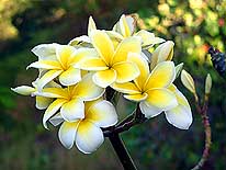 Tahiti/Französisch Polynesien: Ein Typ von Tahiti's wichtigster Blume mit vielen Namen - Frangipani, Plumeria, Tiare