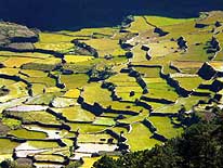 Philippines: Ricefields near Sagada/Mountain Province/Northern Luzon