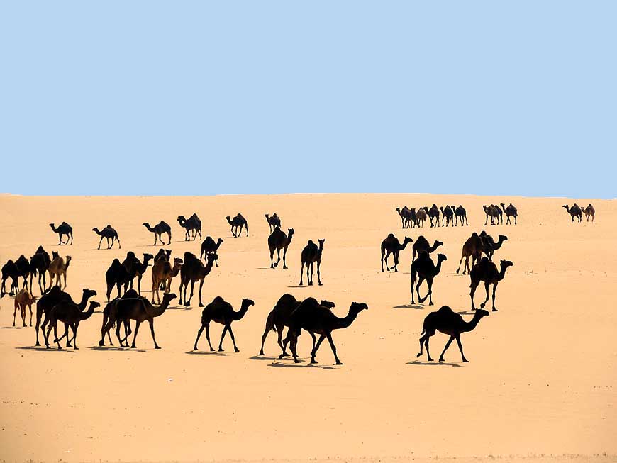 Saudi Arabien/Haradh: Schwarze Kamel-Herde (Dromedar)