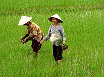 Vietnam: Two country woman are cultivating a rice field