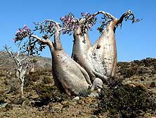 Jemen/Insel Sokotra: Flaschenbume (Wstenrosen) auf dem Momi Plateau