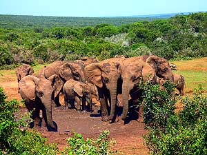 Sdafrika/Addo Nationalpark: Elefanten-Zusammenkunft